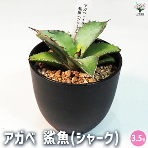 【送料無料】アガベ 鯊魚 ( シャーク ) 多肉植物 3.5号鉢 1個売り リビング オフィス 事務所 インテリア 大型 おしゃれ オシャレ 育てやすい 御祝 お祝い 送料無料 即納