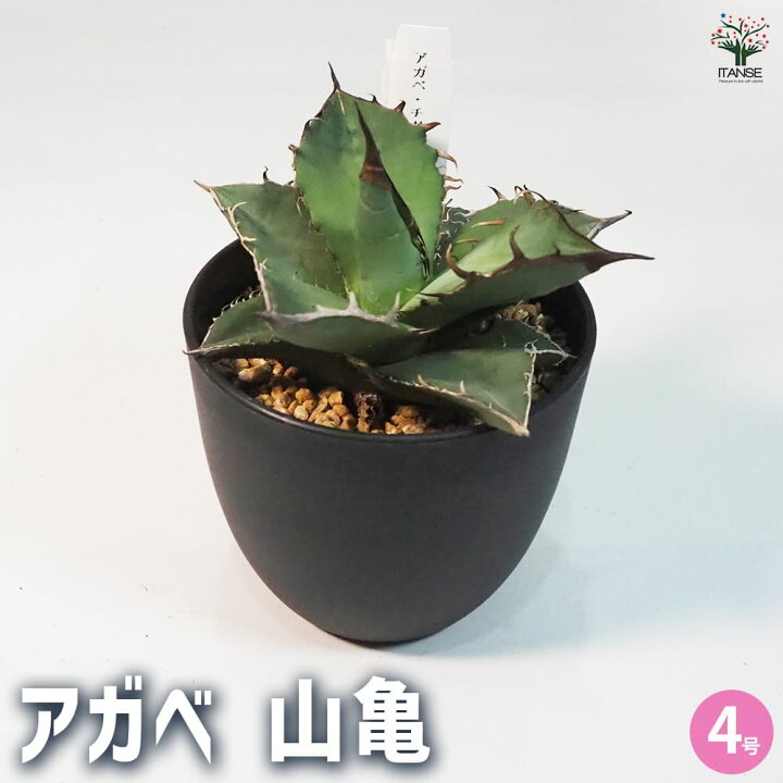 楽天市場】【マラソン☆P5倍】アガベ 山亀 多肉植物 4号鉢 1個売り 