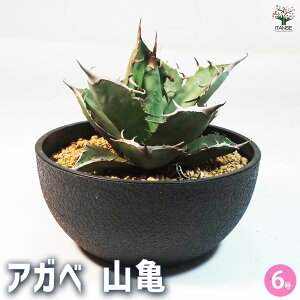 yzAKx RT A 6 1 rO ItBX  CeA ^  IV Ă₷ j j  [