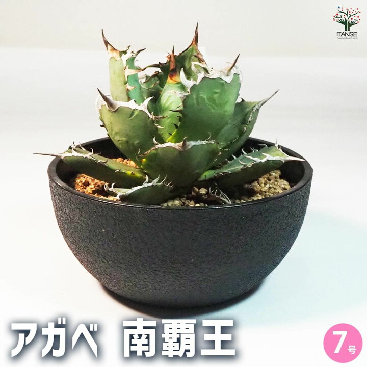 楽天市場】【送料無料】アガベ 南覇王 多肉植物 7号鉢 1個売り 