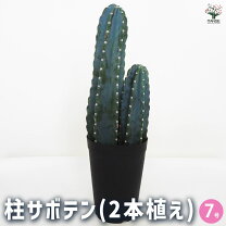 楽天市場】サボテン 7号鉢の通販