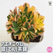 楽天市場】アエオニウム錦の通販