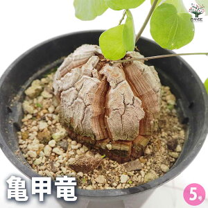 yzTb ( イ ) A 5 1 fBIXRA Gt@eByX AtJTb T cJ\E ۂ̑ ]EmAV  [