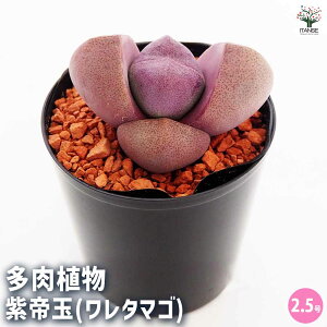 yzA  ( ^}S ) A 2.5 A 񂹐A K[fjO rO ItBX  CeA?  [