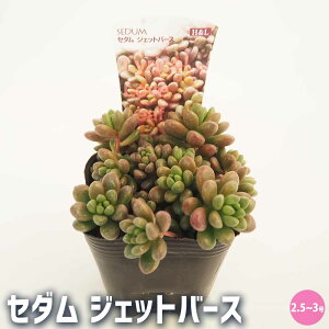 yzZ_ WFbgo[X A 2.5`3 OhJo[ ϗtA rO ItBX CeA  [