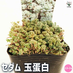 y}\ԁ|Cg5{zZ_ ʒ` A 2.5`3 OhJo[ ϗtA rO ItBX CeA  [
