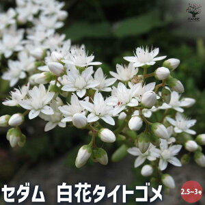 yzZ_ ^CgS A 2.5`3 OhJo[ ϗtA rO ItBX CeA  [