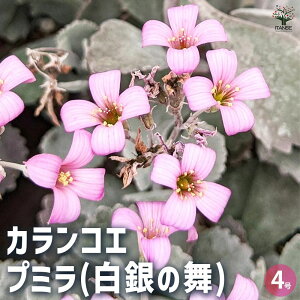 yzJRG ̕ A 4 J[[t K[fjO ӏ  [