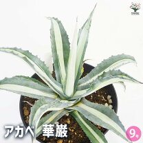 楽天市場】アガベ 華厳の通販