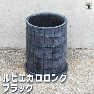 yz픫 rGJ O ubN ( Mt ) 픫 MTCY 1 Aؔ  A v^[   k _ i`  [