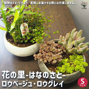 yzԂ̗-͂Ȃ̂- E2F ( x[W OC ) 픫 S 1  Z~bN ~ AeB[N CeA  [