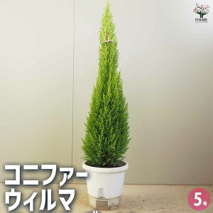 【マラソン期間★ポイント5倍】コニファー ウィルマ 庭木 5号鉢 1個売り Cupressus macrocarpa Goldcrest Wilma ヒノキ 糸杉 イトスギ 常緑 針葉樹 送料無料 即納