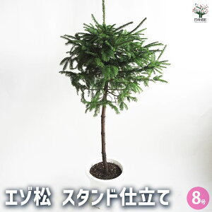 ySSԑSi10OFFzG] X^hd  8 1 j N }t ~͎d ̖ ܂̂ Pinus ~j~  [