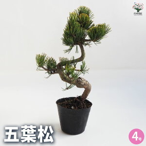 yzܗt ~ 4|bg j N }t ~͎d ̖ ܂̂ Pinus ~j~  [