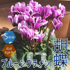 yzu[VN Ӓ JԊ 5 ʋ 1 JKroi Ӓ 傤 u[  u[VN hԉ NO ʋ Cyclamen persicum N JԊ 