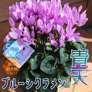 yzu[VN V JԊ 5 ʋ 1 JKroi V Ă u[  u[VN hԉ NO ʋ Cyclamen persicum N JԊ 