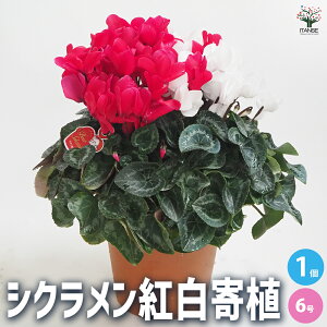 yzVN g񂹐A ԕc JԊ 6唫 1 VN JKroi t[ TN\E VN JԊ N Cyclamen persicum  [
