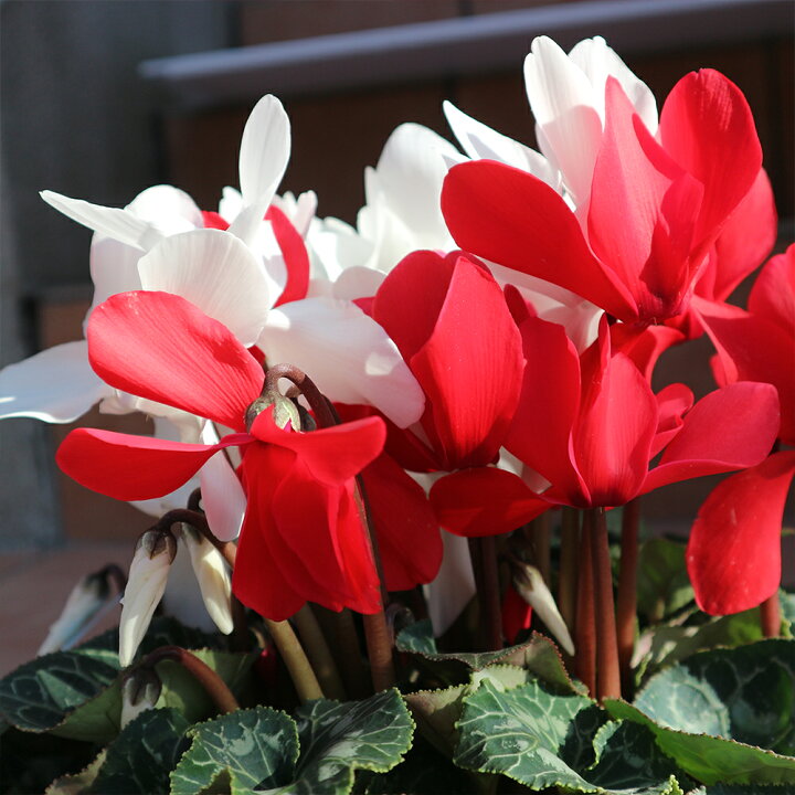 楽天市場】【ポイント5倍☆マラソン期間】シクラメン 紅白寄せ植え 