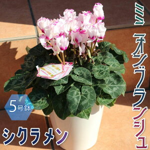 シクラメン 生花の通販 価格比較 価格 Com