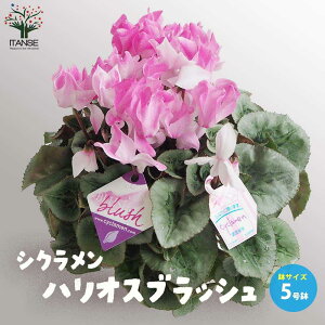 yzVN ubV ԕc JԔ 5 vX`bN 1 VN JKroi t[ TN\E VN JԊ N Cyclamen persicum  [