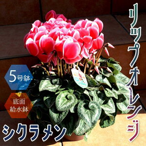 シクラメン 生花の通販 価格比較 価格 Com シクラメン 生花の通販 価格比較 価格 Com