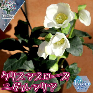 花 ポット 苗の人気商品 通販 価格比較 価格 Com