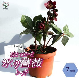 楽天市場 クリスマスローズ 鉢植え プレゼント 開花時期春 の通販