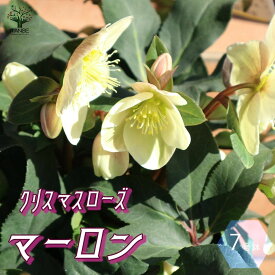 楽天市場 クリスマス ローズ 希少 品種の通販