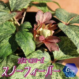 楽天市場 クリスマスローズ 鉢植え プレゼントの通販