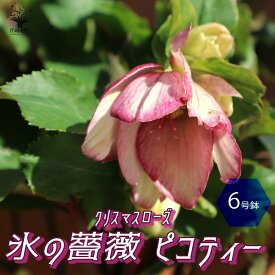 楽天市場 クリスマスローズ 氷の薔薇 開花時期春 の通販