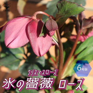 ySSԑSi10OFFzNX}X[Y HGC IceN'roses XKNF[Y ԕc 6|bg 1 NX}X[Yc L{EQ w{X Ԑ J[[t _ _  A Ԗ 