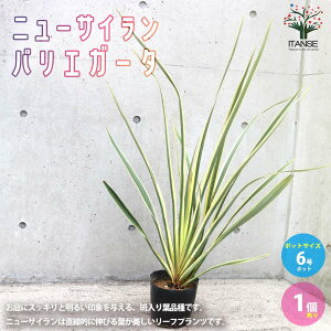 ySSԑSi10OFFzj[TC ( ˗ ) oGK[^̑c ϗtA 6|bg 1 j[TC ˗ I[i^vc N |i J[[t c Ԗ 