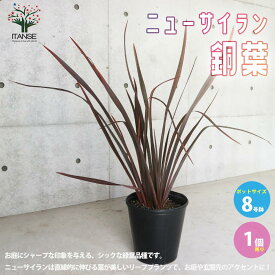 【送料無料】ニューサイラン(入才蘭)銅葉の大苗【観葉植物 8号ナーセリーポット大苗／1個売り】ニューサイラン 入才蘭 オーナメンタルプランツ 多年草 園芸品種 カラーリーフ 苗木 花木 庭木 植木 庭木 ガーデニング シンボルツリー