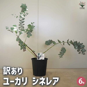 yz[J VlA A Ԗؕc 6|bg 1 [J [J̕c [J̕c Oj[ Oj[J Oj[[J   [