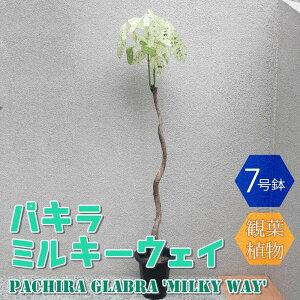 yzpL ~L[EFC Ȃ1{ ^ ϗtA 7 1 rO ItBX  CeA ^  S Ă₷ K[fjO j j zj v