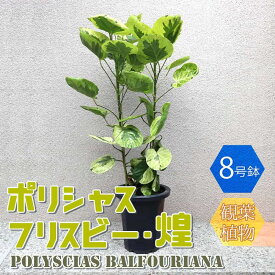 【送料無料】ポリシャス・フリスビー・煌(きらめき)【観葉植物 8号プラスチック鉢 大型／1個売り】観葉植物 リビング オフィス 事務所 インテリア 大型 おしゃれ オシャレ 育てやすい 御祝 お祝い 新築祝い プレゼント 観葉植物