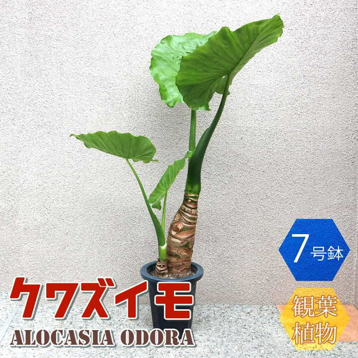 楽天市場】【送料無料】クワズイモ 観葉植物 7号プラスチック鉢 中型 1 