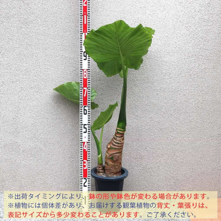 楽天市場 送料無料 クワズイモ 観葉植物 7号プラスチック鉢 中型 1個売り 観葉植物 リビング オフィス 事務所 インテリア 大型 おしゃれ オシャレ 育てやすい 御祝 お祝い 新築祝い プレゼント 観葉植物 植物販売のｉｔａｎｓｅ楽天市場店