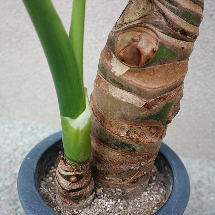 楽天市場 送料無料 クワズイモ 観葉植物 7号プラスチック鉢 中型 1個売り 観葉植物 リビング オフィス 事務所 インテリア 大型 おしゃれ オシャレ 育てやすい 御祝 お祝い 新築祝い プレゼント 観葉植物 植物販売のｉｔａｎｓｅ楽天市場店