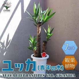 【送料無料】観葉植物ユッカ(青年の木)【観葉植物 7号プラスチック鉢 ／1個売り】観葉植物 リビング オフィス 事務所 インテリア 大型 おしゃれ オシャレ 育てやすい 御祝 お祝い 新築祝い プレゼント 観葉植物