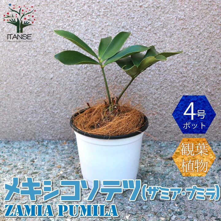 楽天市場 送料無料 メキシコソテツ ザミア プミラ 観葉植物 12cmポット 1個売り 観葉植物 リビング オフィス 事務所 インテリア 大型 おしゃれ オシャレ 育てやすい 御祝 お祝い 新築祝い プレゼント 植物販売のｉｔａｎｓｅ楽天市場店