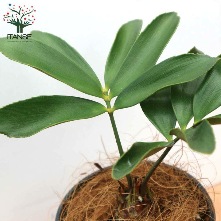 楽天市場 送料無料 メキシコソテツ ザミア プミラ 観葉植物 12cmポット 1個売り 観葉植物 リビング オフィス 事務所 インテリア 大型 おしゃれ オシャレ 育てやすい 御祝 お祝い 新築祝い プレゼント 植物販売のｉｔａｎｓｅ楽天市場店