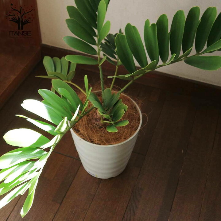 楽天市場 送料無料 メキシコソテツ ザミア プミラ 観葉植物 ７号プラスチック鉢 1個売り 観葉植物 リビング オフィス 事務所 インテリア 大型 おしゃれ オシャレ 育てやすい 御祝 お祝い 新築祝い プレゼント 植物販売のｉｔａｎｓｅ楽天市場店