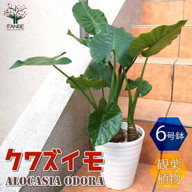 【マラソン中★ポイントUP】観葉植物 クワズイモ【観葉植物 6号ポット ／1個売り】観葉植物 リビング オフィス 事務所 インテリア 大型 おしゃれ オシャレ 育てやすい 御祝 お祝い 新築祝い プレゼント