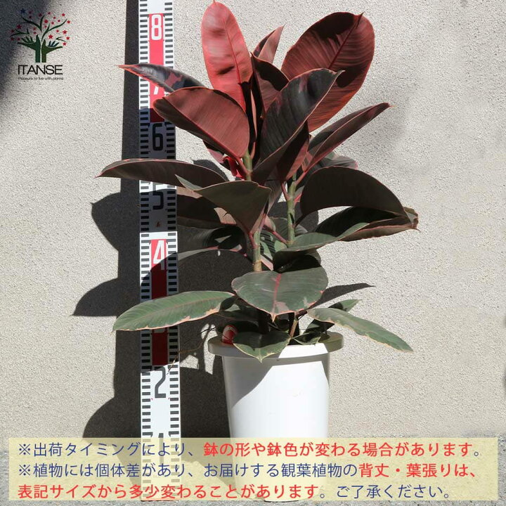観葉植物 クロトン エクセレント 7号鉢 1個 人気 中型 おしゃれ インテリア 育てやすい 風水 送料無料 定番の冬ギフト
