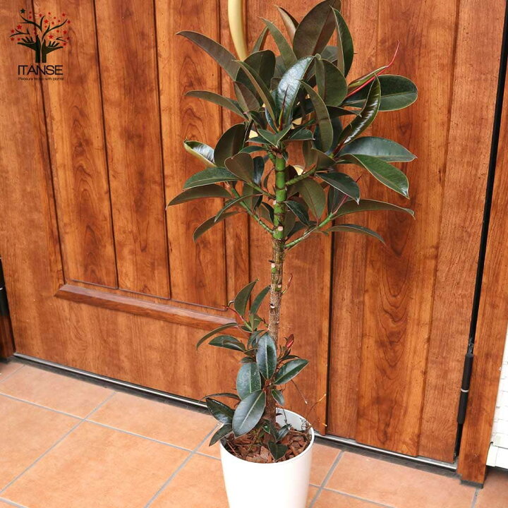 楽天市場 送料無料 観葉植物 フィカス エラスティカ メラニー ゴムの木の仲間 観葉植物 中型 7号プラスチック鉢 1個売り 観葉植物 リビング オフィス 事務所 インテリア 大型 おしゃれ オシャレ 育てやすい 御祝 お祝い 新築祝い プレゼント 植物販売の 楽天市場 送料無料 観葉植物 フィカス エラスティカ メラニー ゴムの木の仲間 観葉植物 中型 7号プラスチック鉢 1個売り 観葉植物 リビング オフィス 事務所 インテリア 大型 おしゃれ オシャレ 育てやすい 御祝 お祝い 新築祝い プレゼント 植物販売の