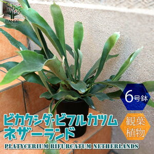 ビカクシダ 鉢 観葉植物の人気商品 通販 価格比較 価格 Com