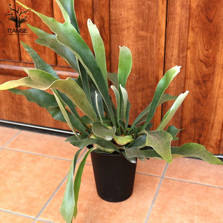 期間限定キャンペーン 4号 観葉植物 コウモリラン ビフルカツム ビカクシダ 観葉植物
