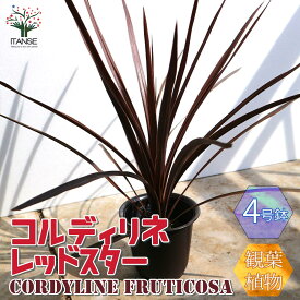 楽天市場 レッドスター コルジリネ 観葉植物 花 観葉植物 花 ガーデン Diyの通販