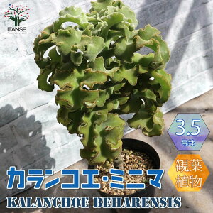 観葉植物 多肉植物 苗の人気商品 通販 価格比較 価格 Com